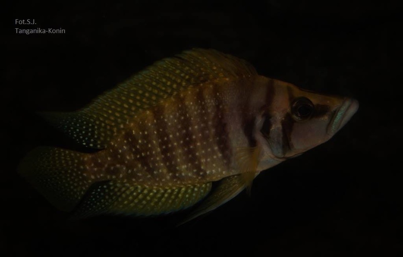 Altolamprologus calvus 'Nkamba Bay' (Yellow)
